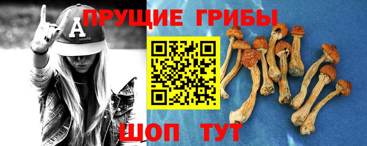 Галлюциногенные грибы Psilocybine cubensis Гусев
